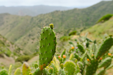 cacti in la gomera island