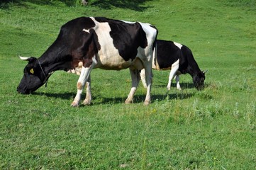 Two cows grazing on a green grass meadow in the countryside