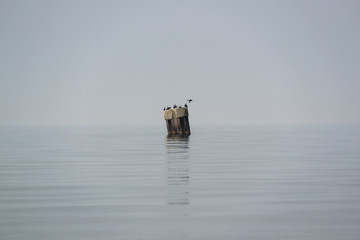 Kormorane auf einem Stahlträger in der See