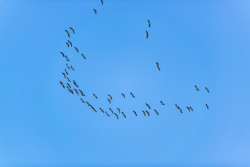 Zugvögel
