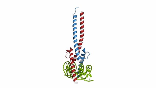c-Myc and Max transcription factors bound to DNA. Rotating cartoon model, seamless loop