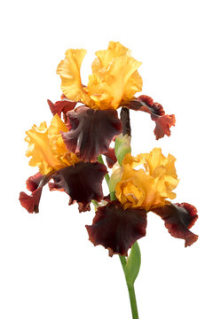 group of three rare color yellow and brown iris flowers on a stem isolated on white background