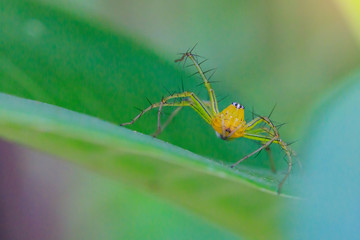A little spider on the leaf.