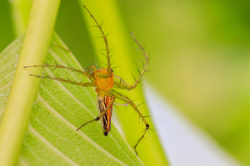 A little spider on the leaf.