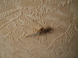 mosquito
