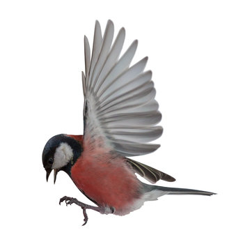 photo of red tit in flight