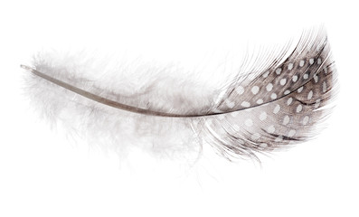 fluffy feather in light spots on white