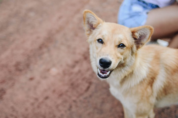 Brown dog is smiling happily, Focus on the nose of dog.
