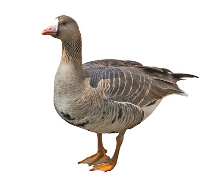 dark brown duck isolated on white
