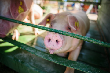Hog waiting feed. Pig indoor on a farm yard. swine in the stall. Portrait animal.