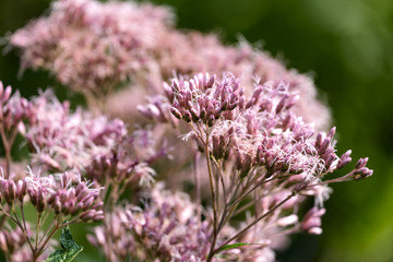 Gewöhnlicher Wasserdost (Eupatorium cannabinum)