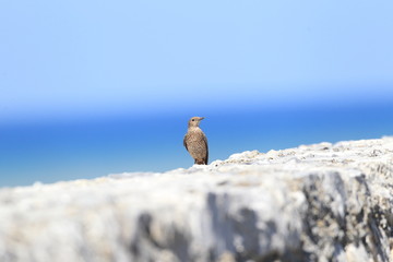 Blue Rock Thrush (Monticola solitarius philippensis) in Japan