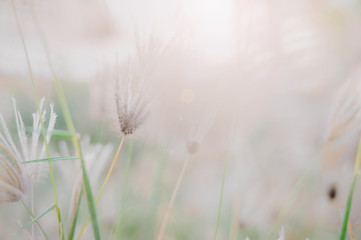 Naklejka premium niewyraźne tło kwiatu rano