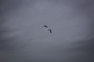 Gull