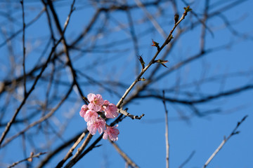 Wild Himalayan Cherry with blue sky background.