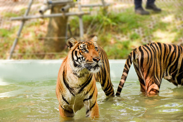 Tiger Kingdom - Thailand, Phuket 