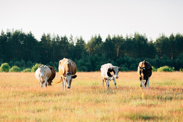 A herd of cows grazing in the meadow.