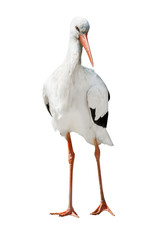 isolated single stork standing on two legs