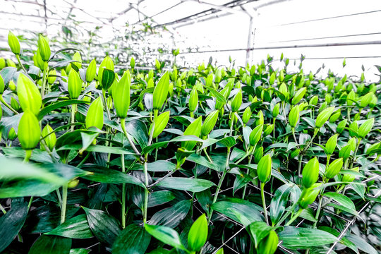 Fototapeta Industrial cultivation of flowers tulips in big greenhouse