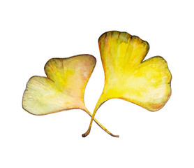 ginkgo Biloba leaf illustration