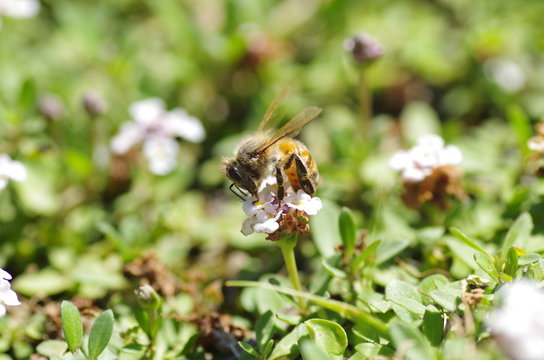 Honey bee and lippia flowers