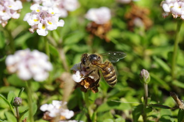 Honey bee and lippia flowers