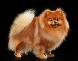 Pomeranian spitz Dog on Isolated Black Background in studio