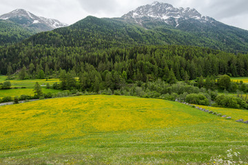 Fototapeta na wymiar Colorful meadows and mountains peak in Switzerland