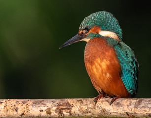 Common Kingfisher