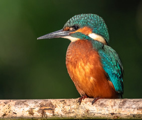 Common Kingfisher
