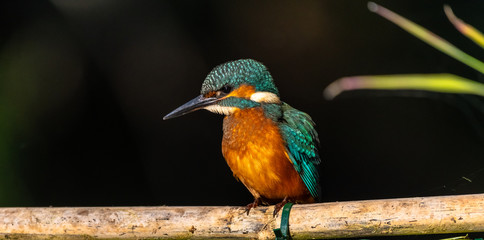 Common Kingfisher