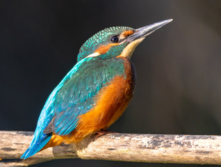 Common Kingfisher