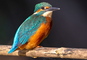 Common Kingfisher
