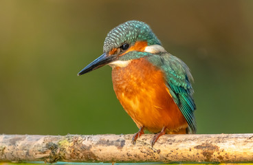 Common Kingfisher
