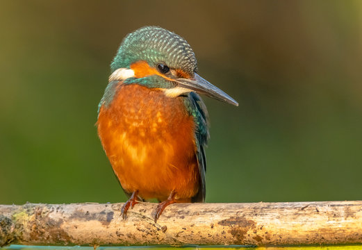 Common Kingfisher