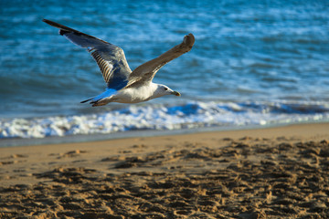Fototapeta na wymiar Seagull at coast of the sea in flight at the beach