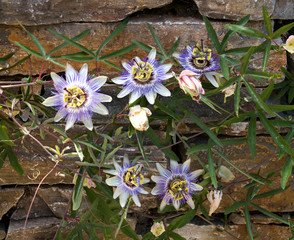 Rankende Passionsblume an einer Natursteinmauer