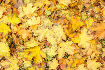Naklejka na ściany i meble Fallen yellow leaves in the city park on autumn day