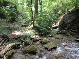 river in a dense forest