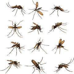 The mosquito, proboscis, bite, vector, silhouette, symbol, black and color