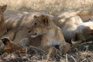 Fototapeta na wymiar 子供のライオン
