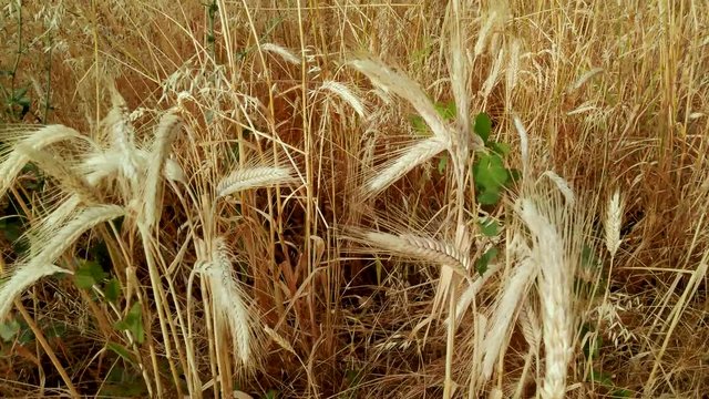 Green bindweed grows on the stems of ripened wheat and the camera moves along them