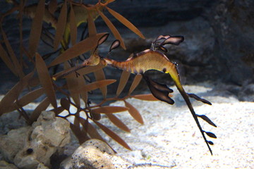 Closeup seahorse swimming