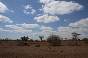 Obraz premium サバンナの風景