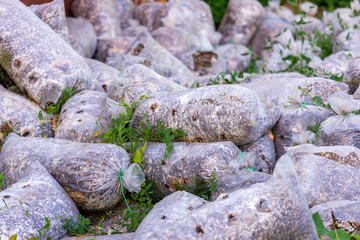 Mushroom cultivation farms in garden