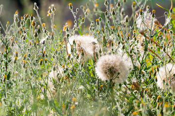Dandelion on the meadow with wildflowers