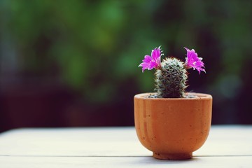 Succulent pot plant with pink blooming flower, copy space
