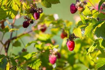 Ripe branch of raspberry on bush in the garden