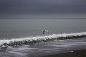 Winging over the waves