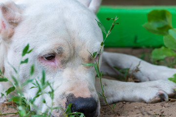 Obraz premium Closeup portrait of white staffordshire terrier. American staffordshire in garden or park